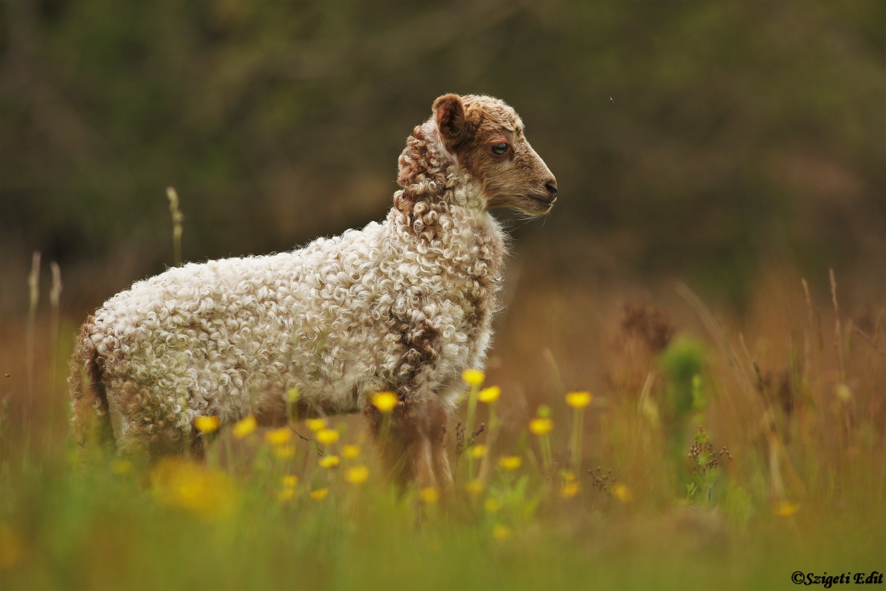 Az elveszett bárány