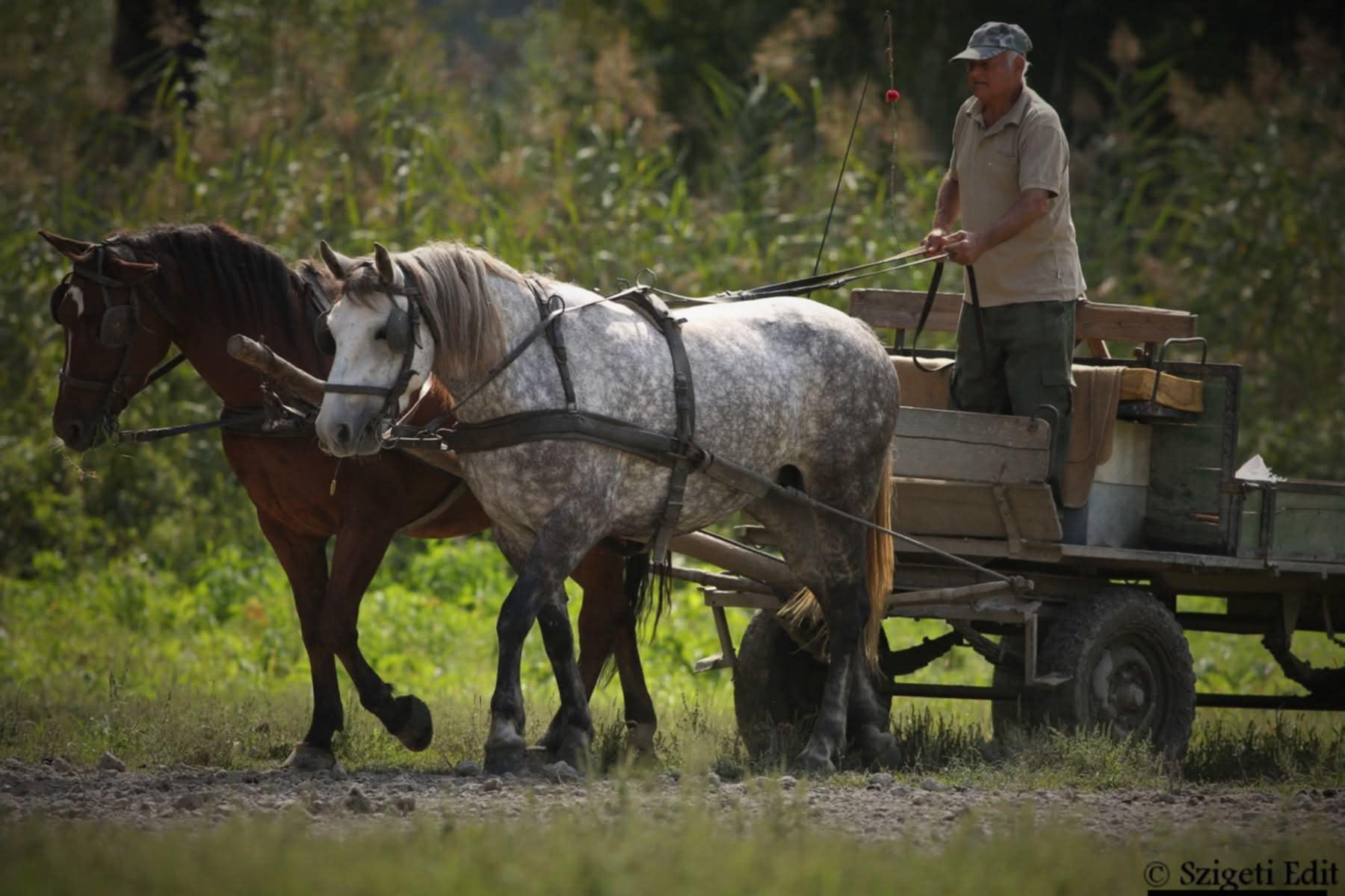 Fogattal az erdőn…