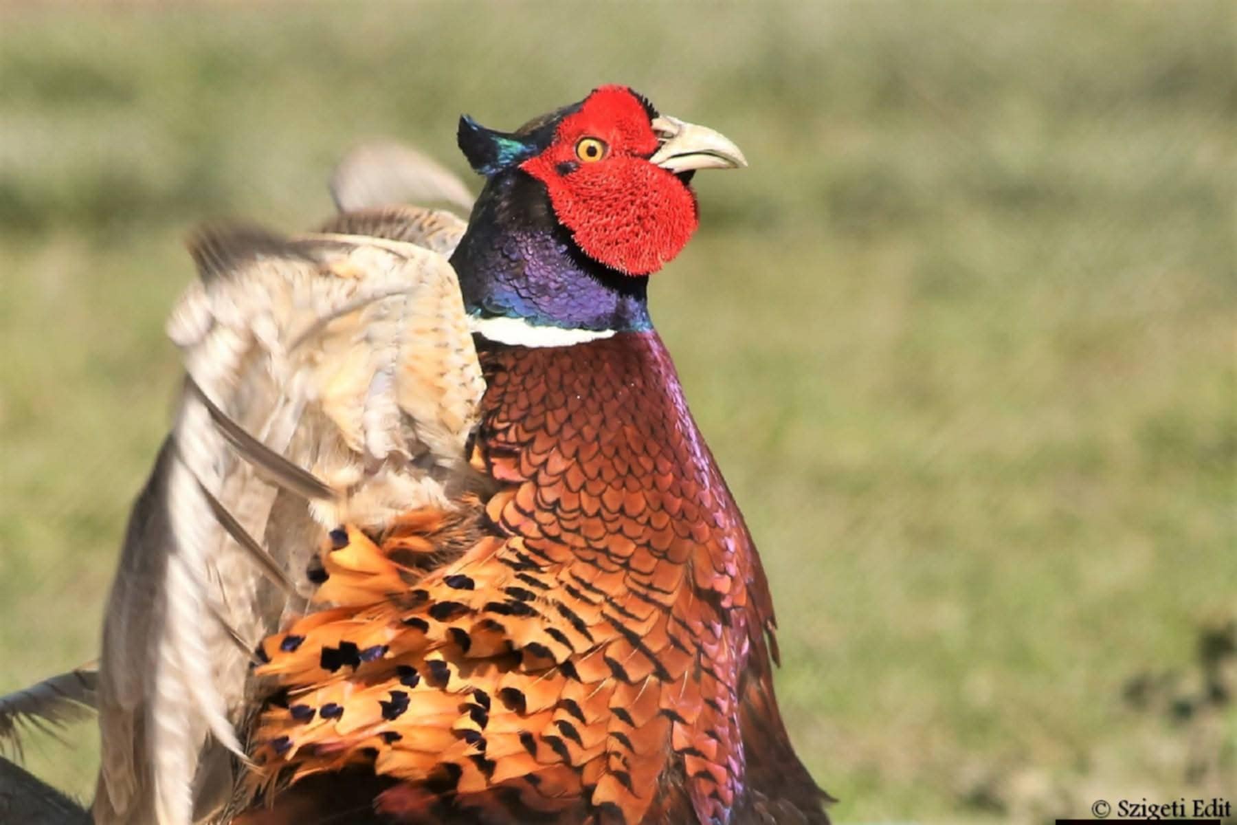 Áprily Lajos – „a lélegző natúra költője”