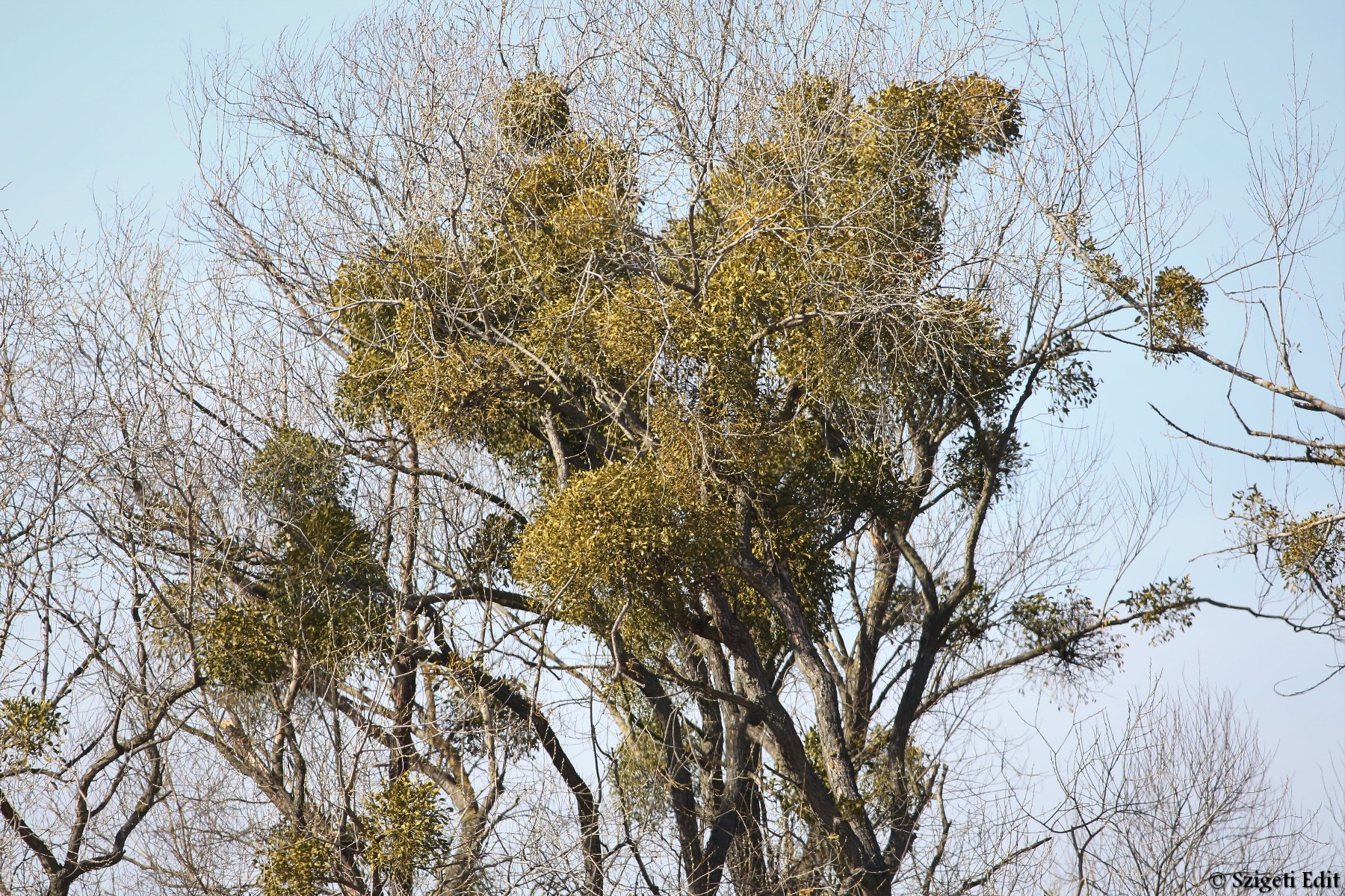 Az erdő könnyei – a fagyöngy