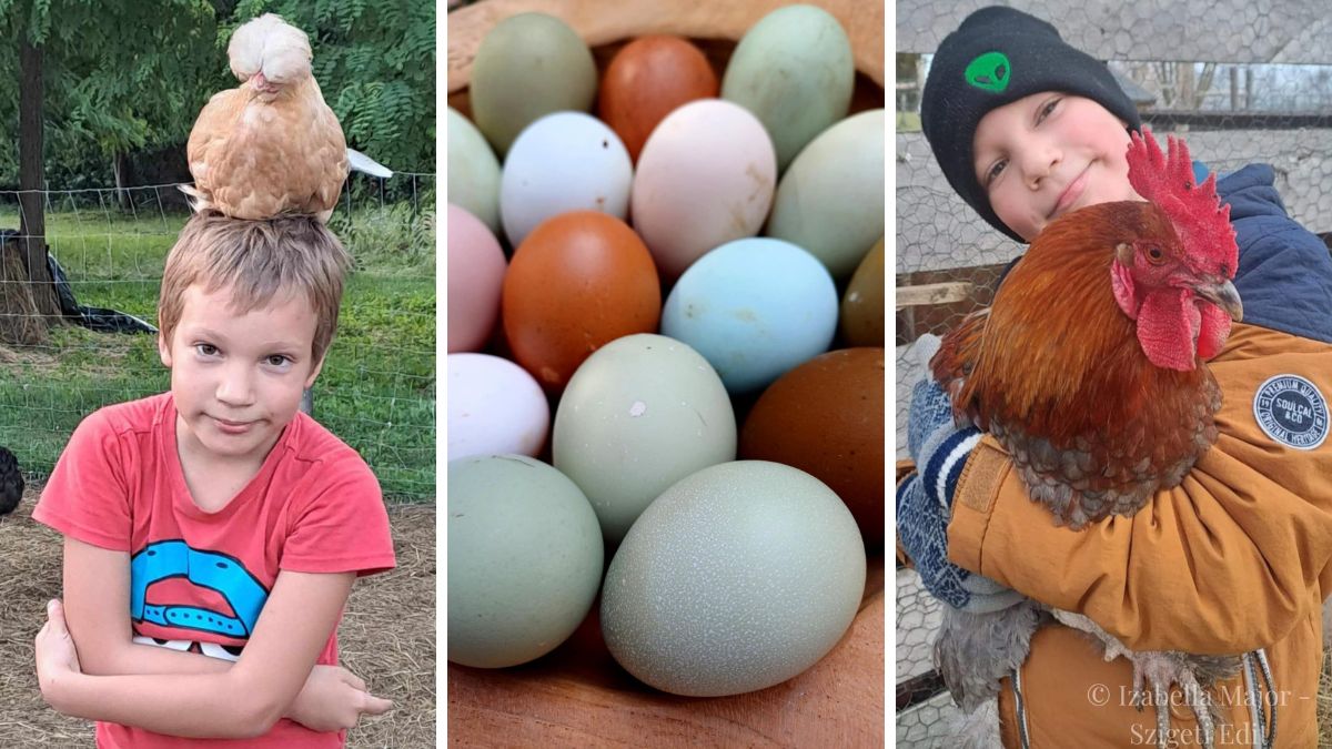 Városból vidékre – Baromfitartás okosan – korszerű és hasznos tudás Izabella Majorból